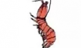 皮皮虾视频,趣味横生，轻松一刻