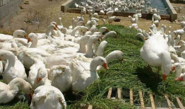 致富经养鹅视频,鹅业养殖，开启财富之门